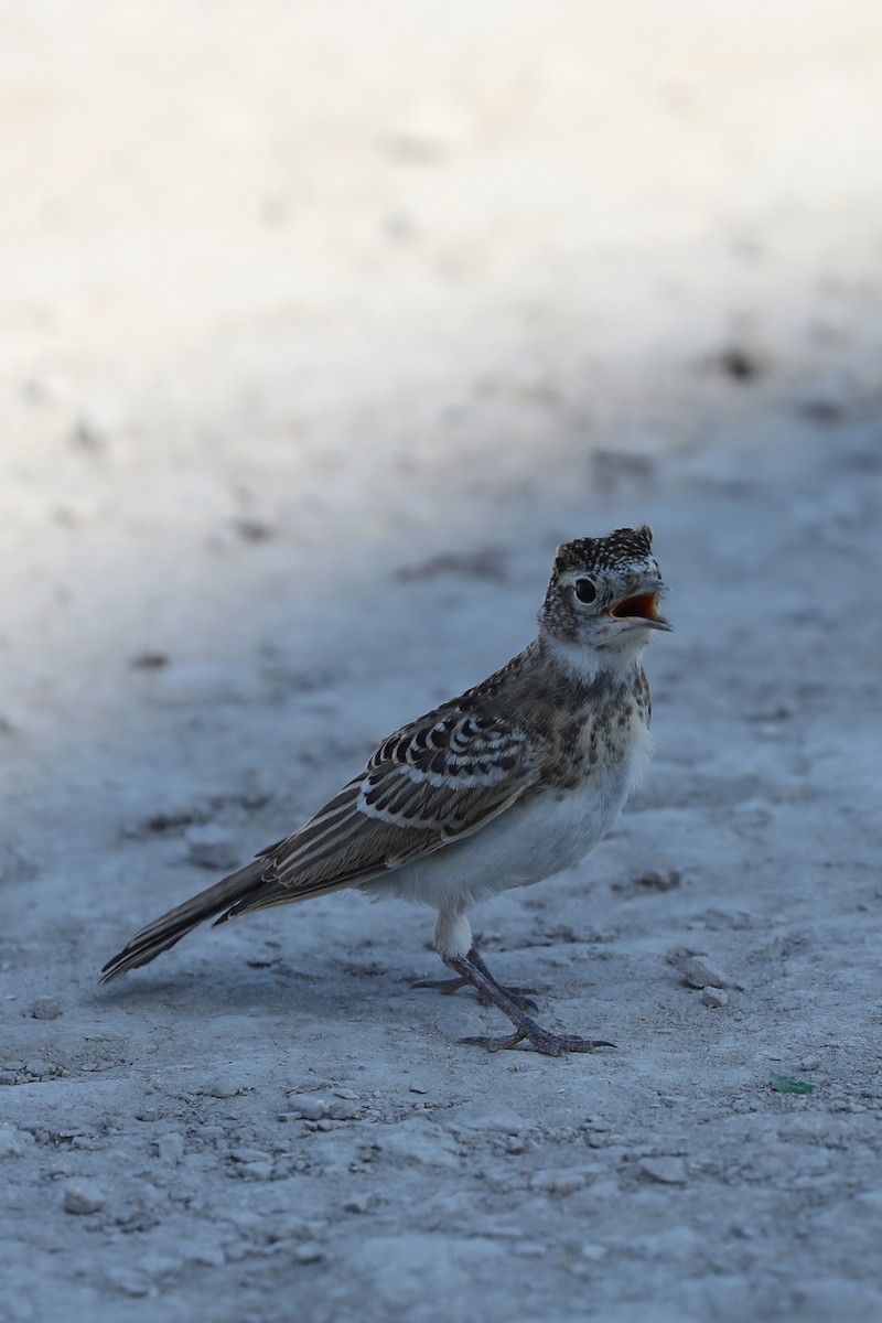 Horned Lark - ML622042123