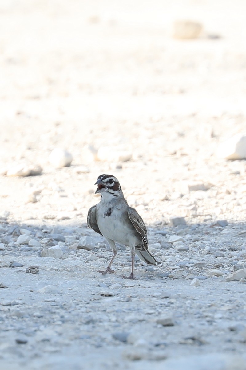 Lark Sparrow - ML622042151