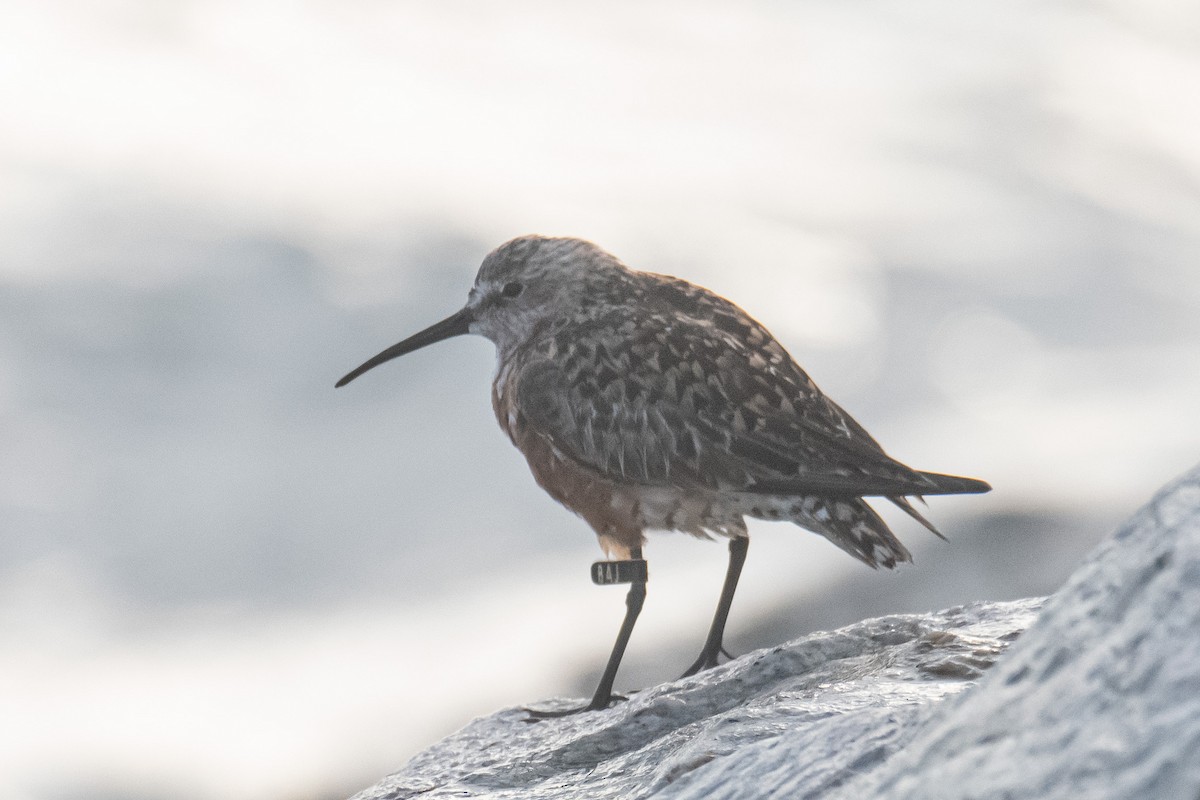 Curlew Sandpiper - ML622042157