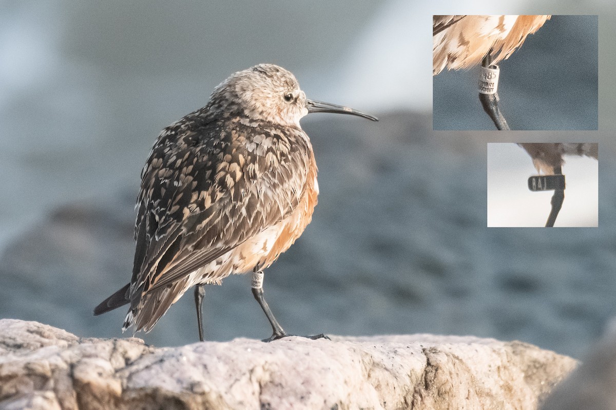 Curlew Sandpiper - ML622042158