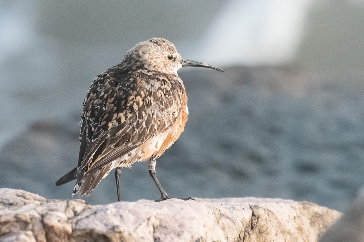 Curlew Sandpiper - ML622042159