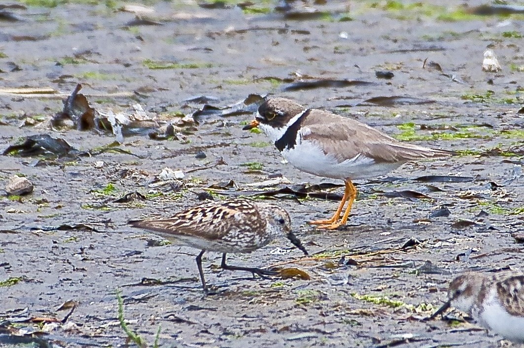 Semipalmated Plover - ML622042201