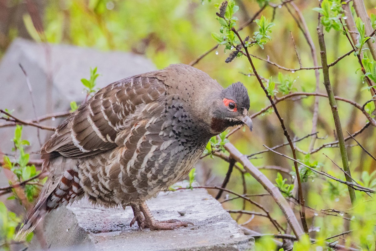 Chestnut-throated Monal-Partridge - Sue Wright