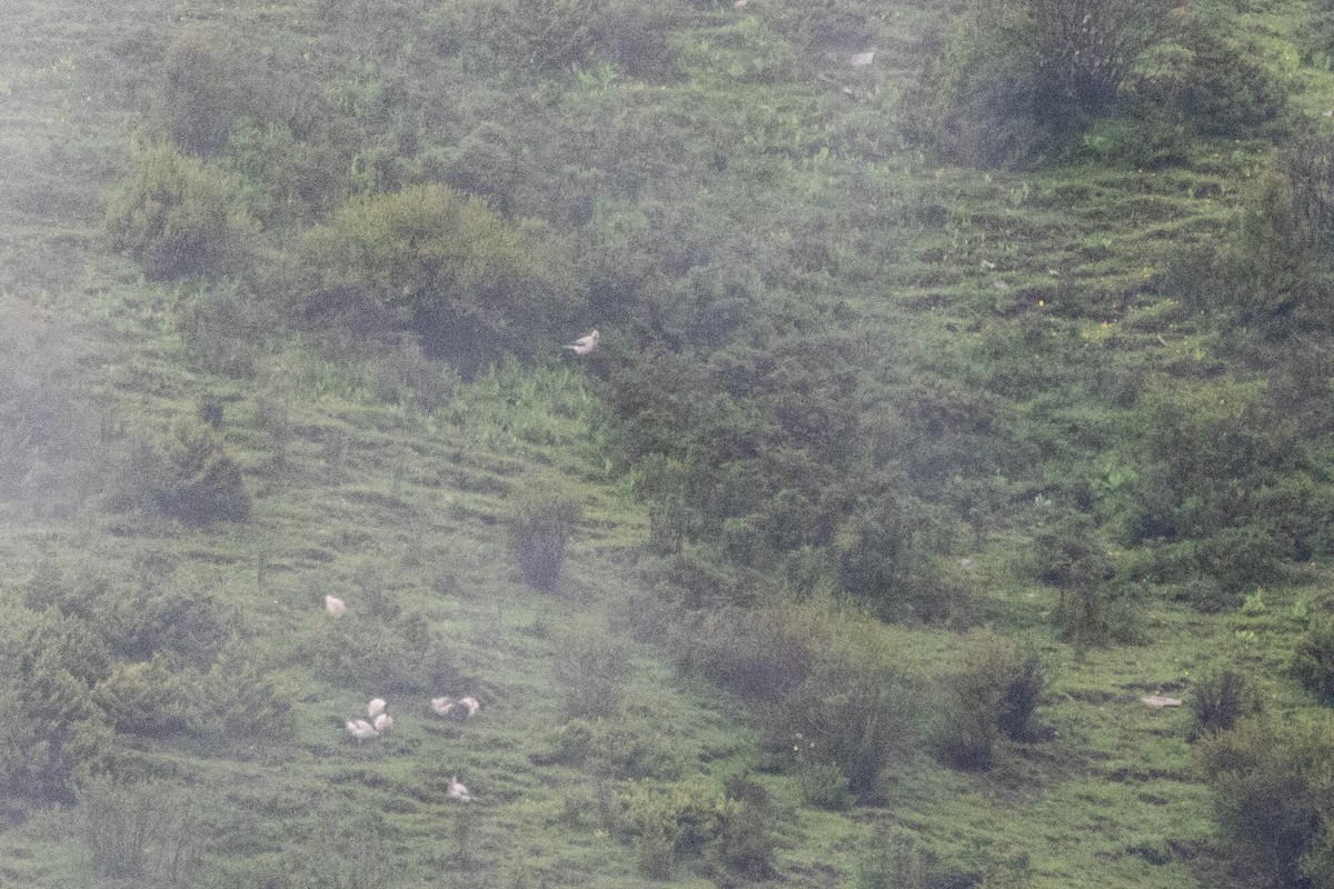 White Eared-Pheasant - ML622042320