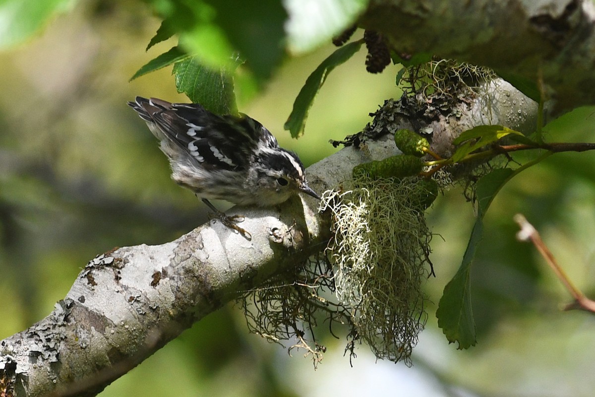 Black-and-white Warbler - David M. Bell