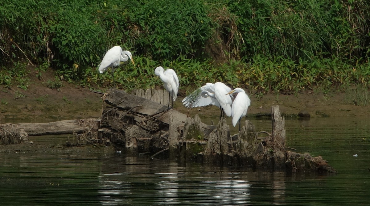 Great Egret - Gregg Dashnau