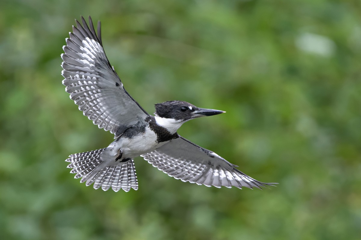 Belted Kingfisher - ML622042353