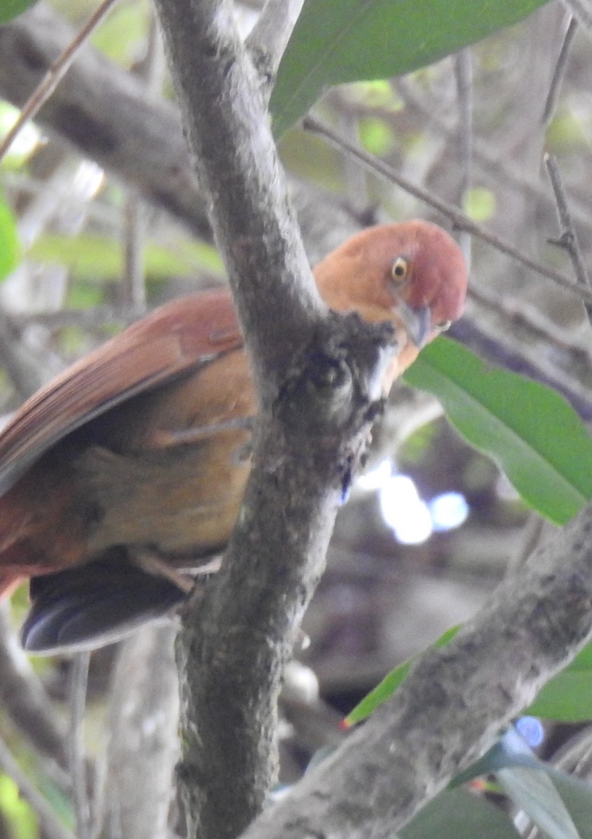 Chestnut-capped Foliage-gleaner - ML622042361