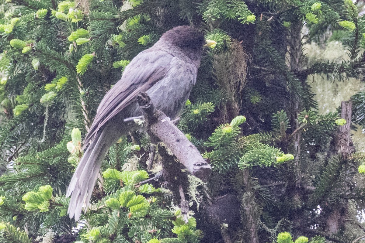 Sichuan Jay - ML622042401