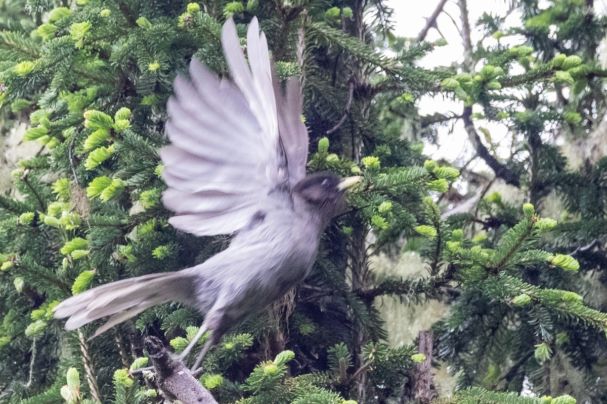 Sichuan Jay - ML622042406