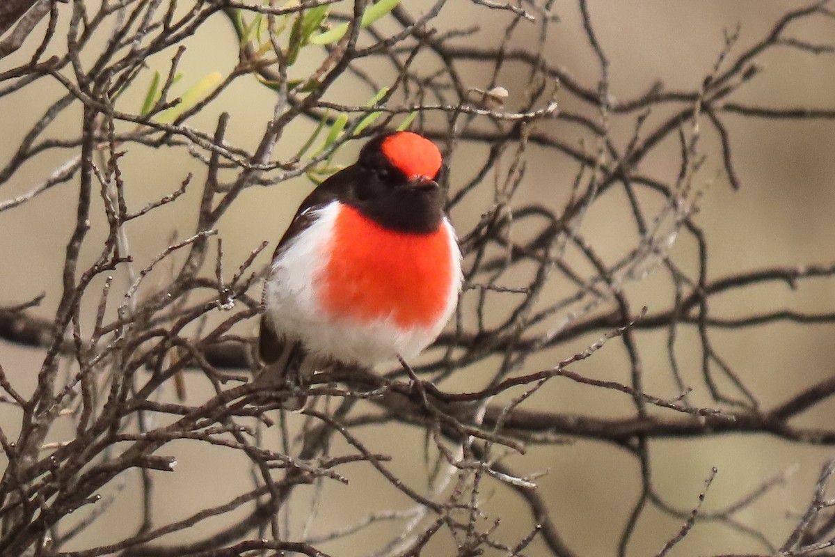 Red-capped Robin - ML622042407