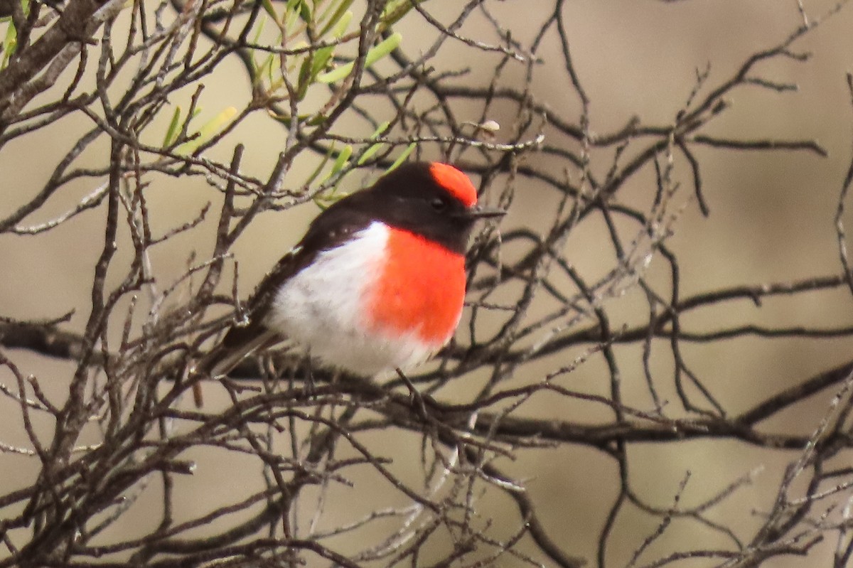 Red-capped Robin - ML622042408