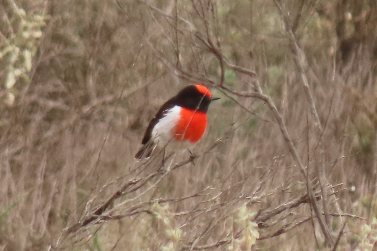 Red-capped Robin - ML622042413