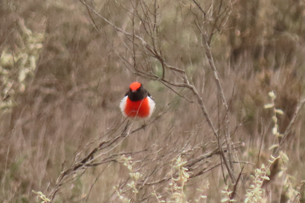 Red-capped Robin - ML622042414