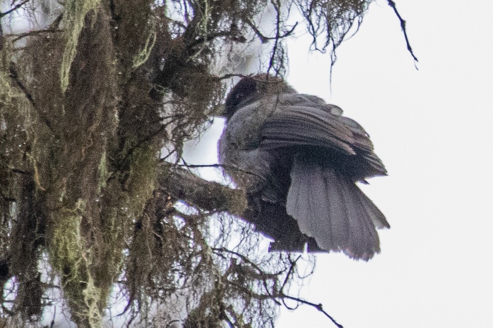 Sichuan Jay - ML622042418