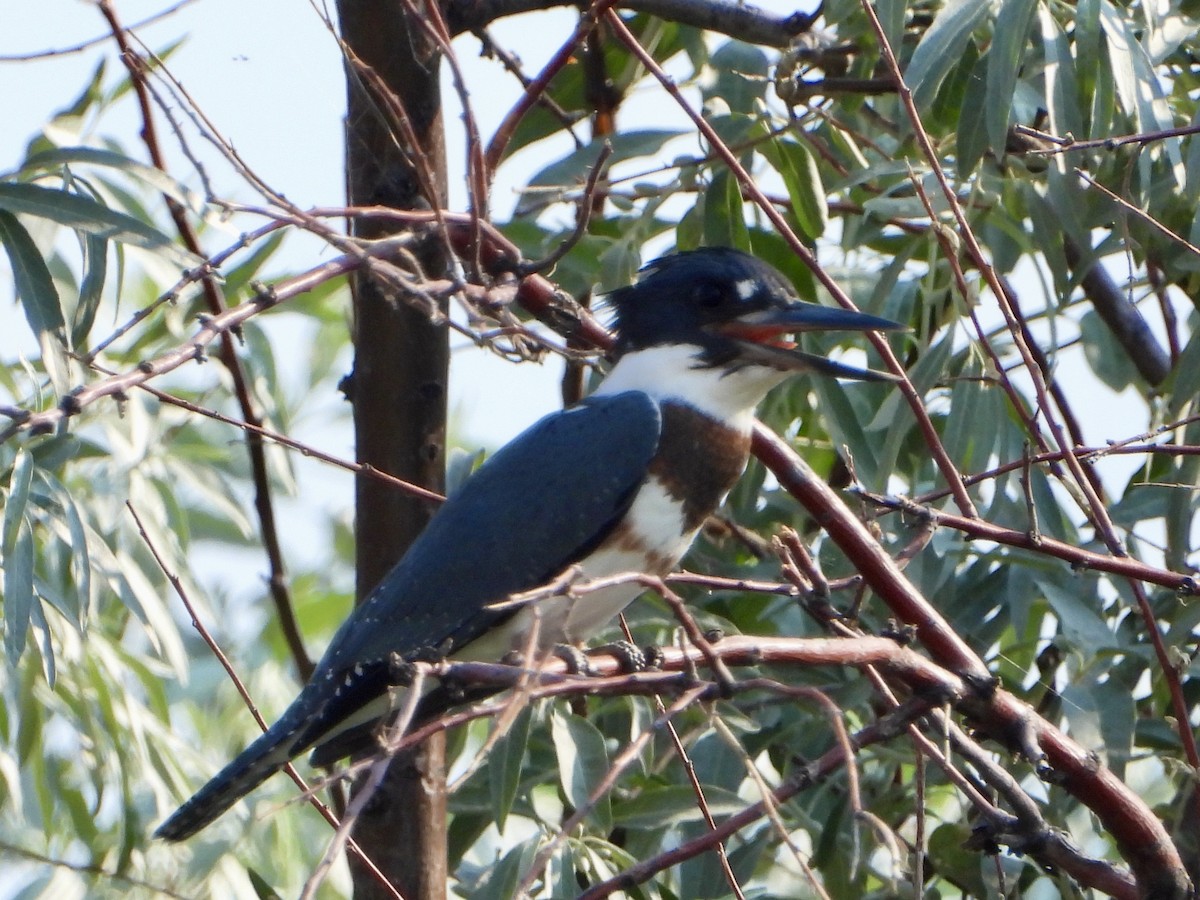 Belted Kingfisher - ML622042422