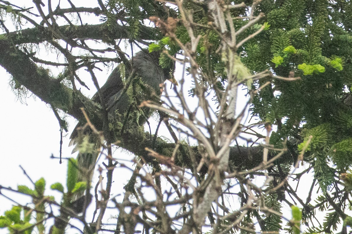 Sichuan Jay - ML622042435