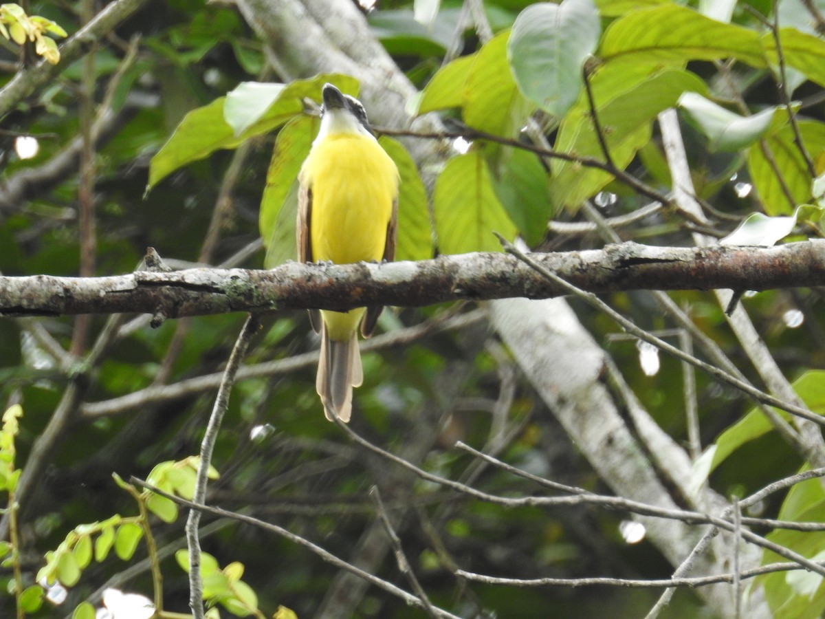 Boat-billed Flycatcher - ML622042443