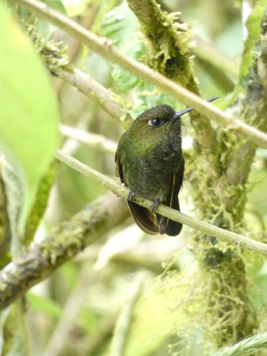 kolibřík zelenkavý - ML622042448