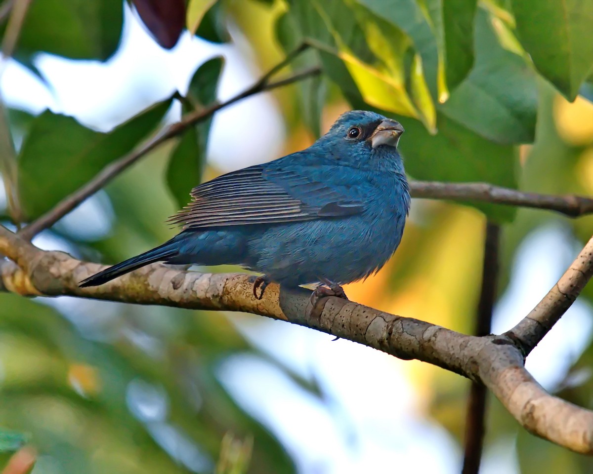 Glaucous-blue Grosbeak - ML622042456