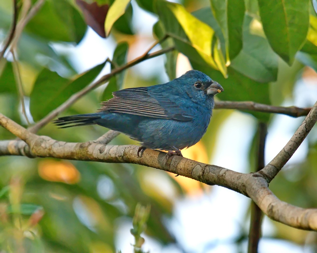 Glaucous-blue Grosbeak - ML622042457