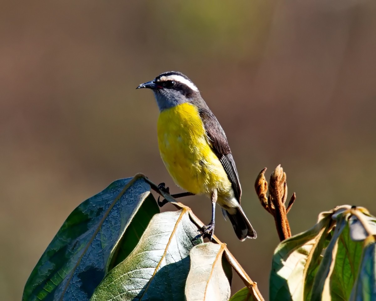 Bananaquit - ML622042475