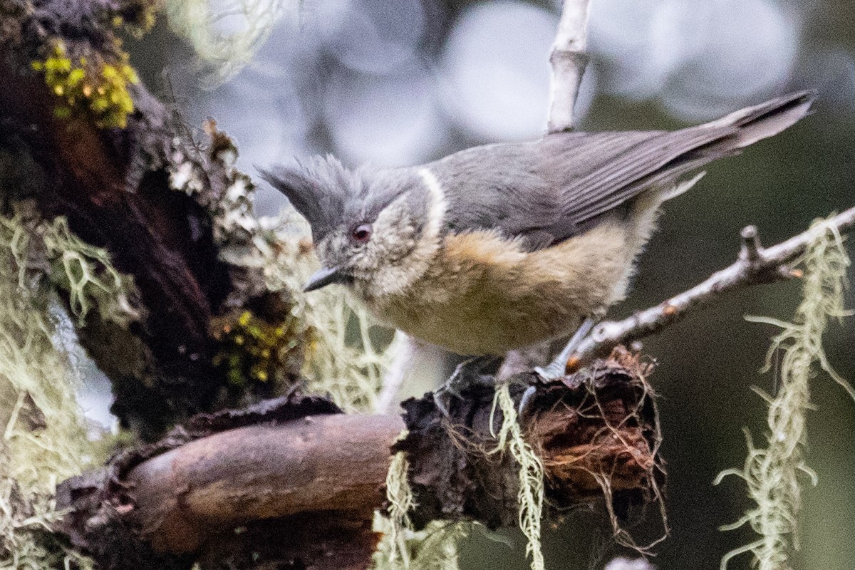 Gray-crested Tit - ML622042480
