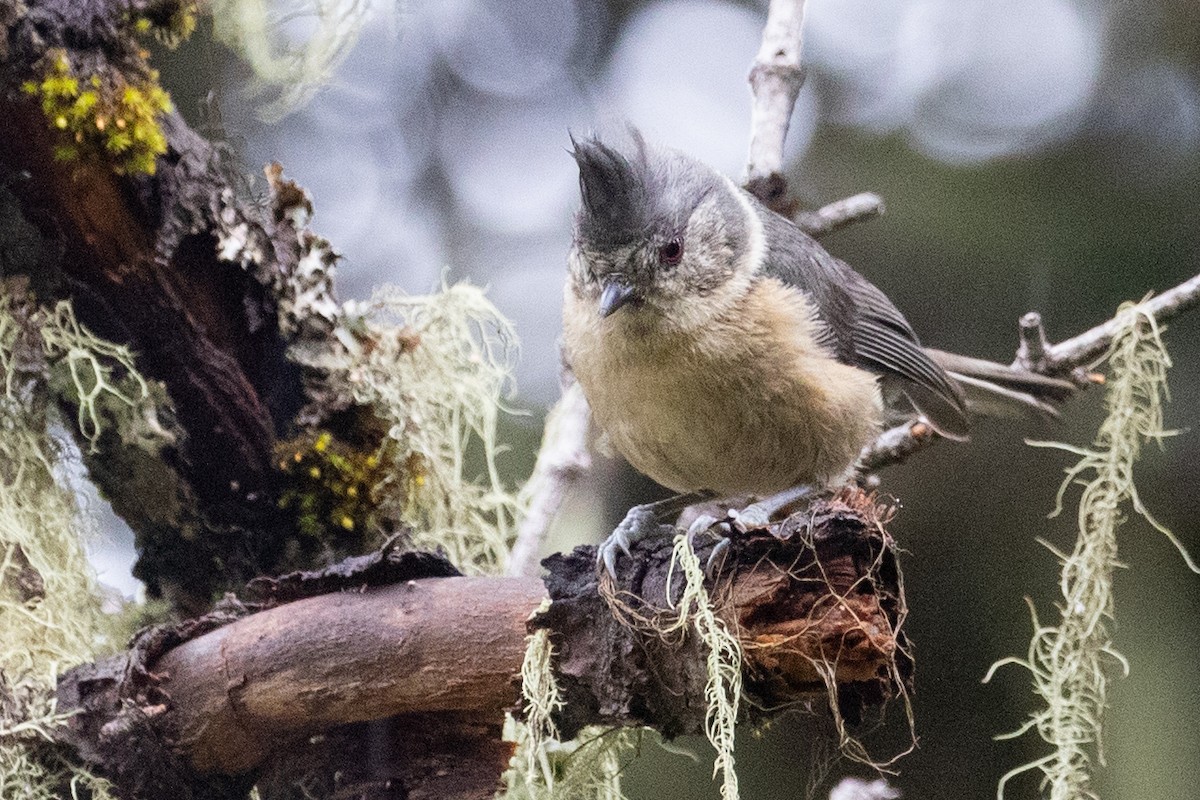 Gray-crested Tit - ML622042486