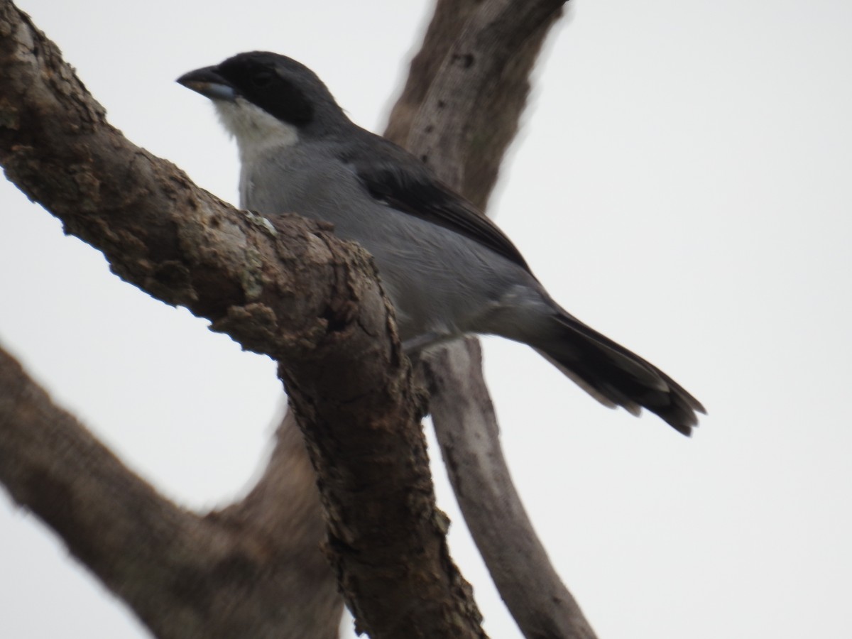 White-banded Tanager - ML622042502