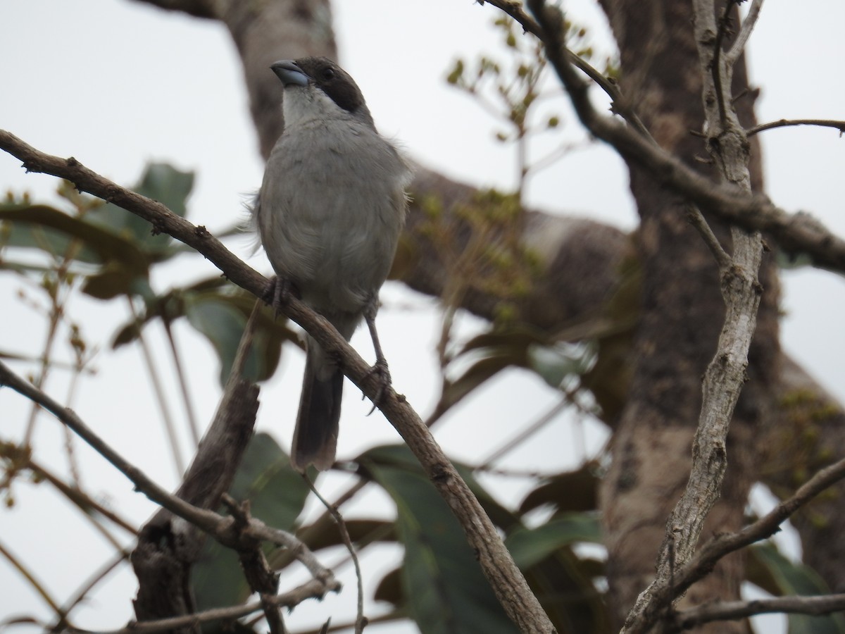 White-banded Tanager - ML622042503