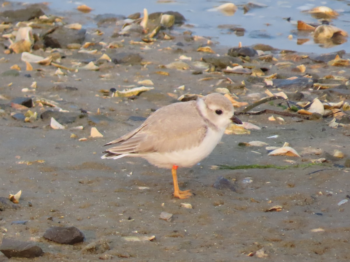 Piping Plover - ML622042583