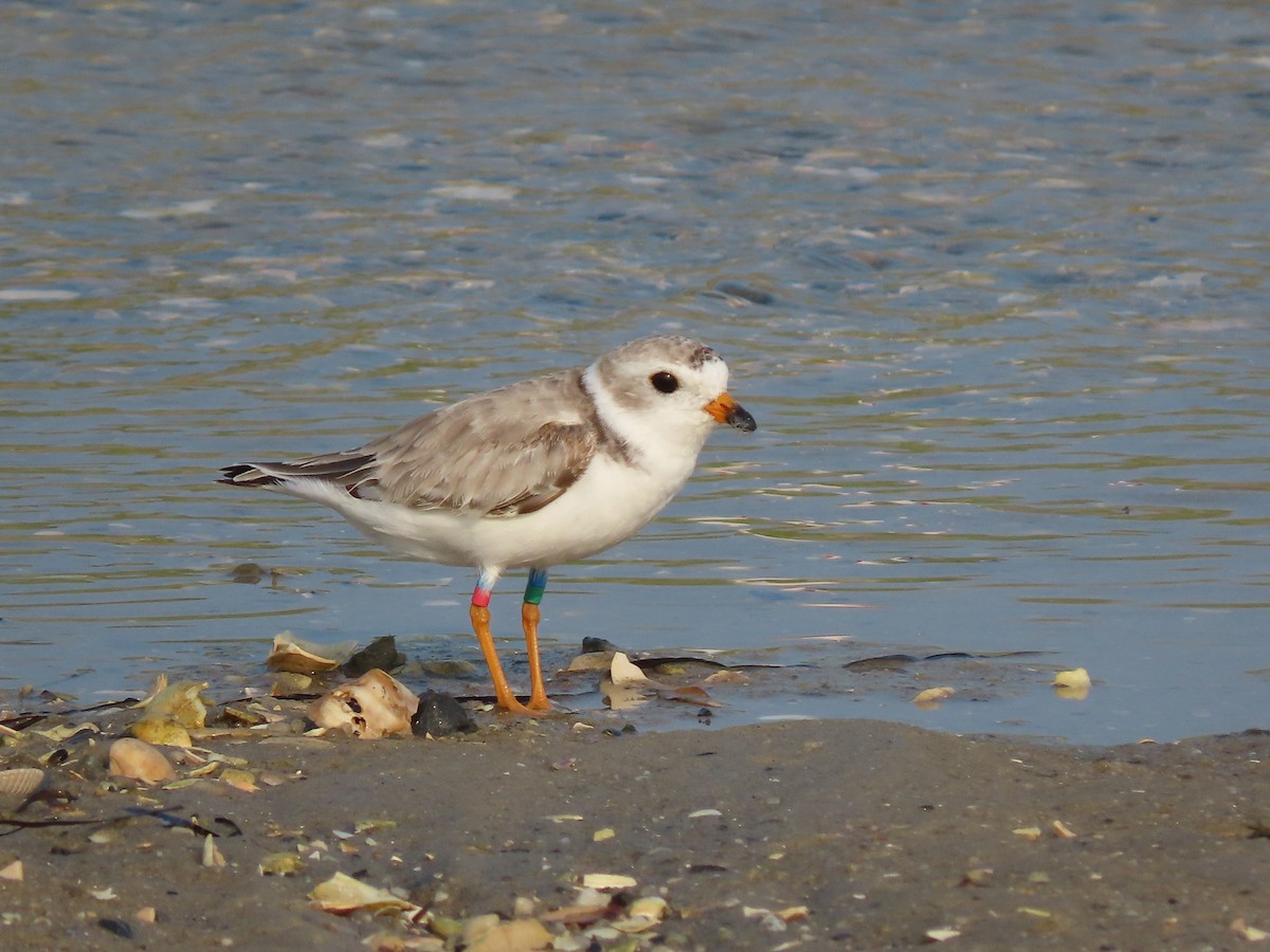 Piping Plover - ML622042584