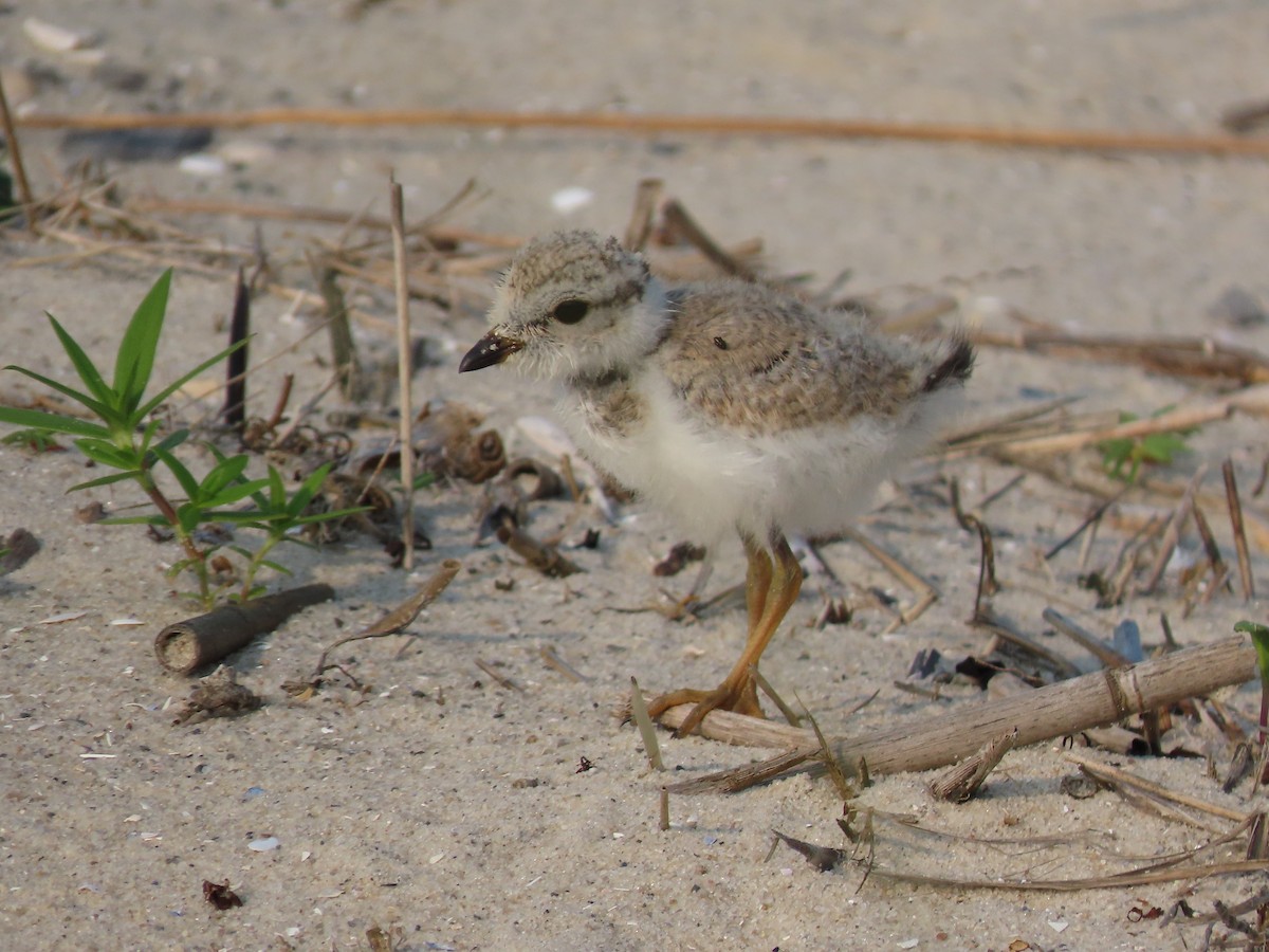 Piping Plover - ML622042585