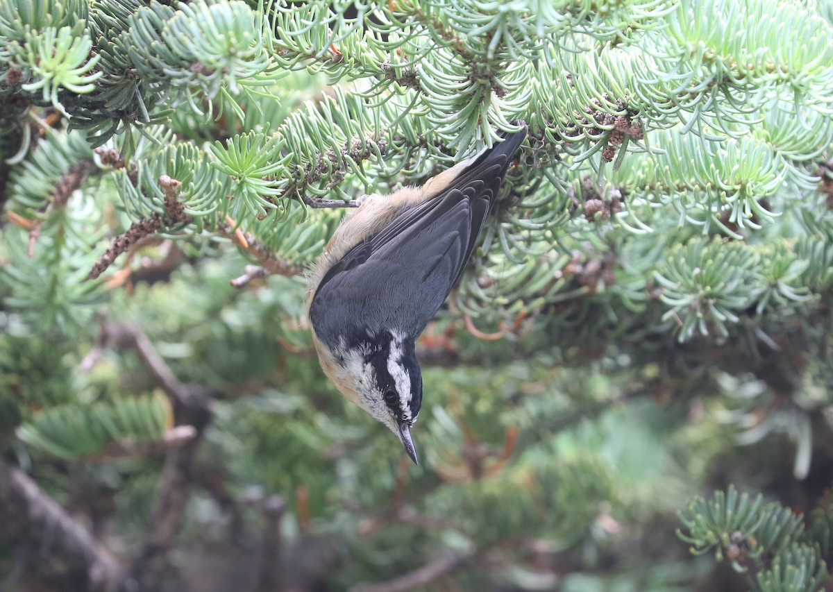 Red-breasted Nuthatch - ML622042603