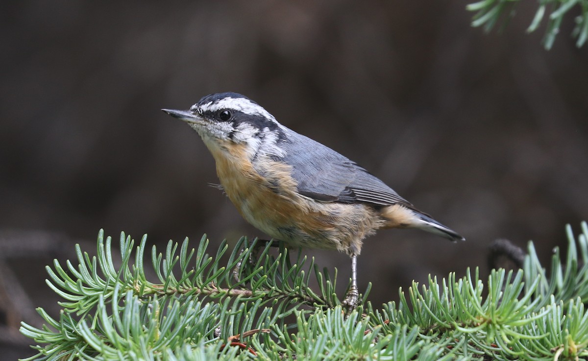 Red-breasted Nuthatch - ML622042604