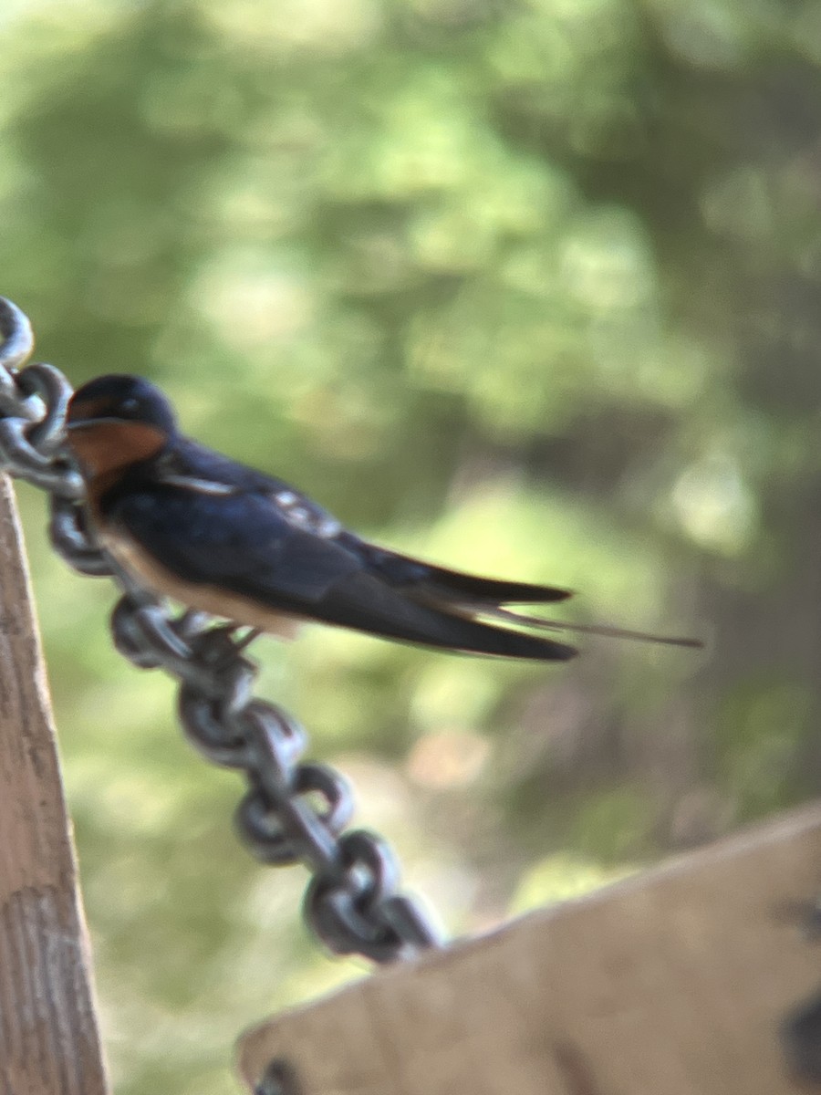 Barn Swallow - ML622042628