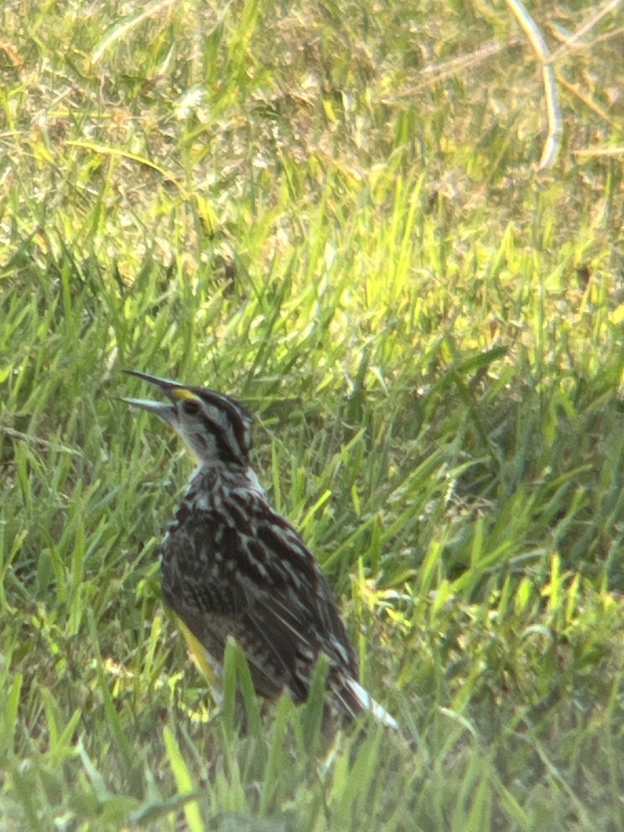 Western Meadowlark - ML622042676