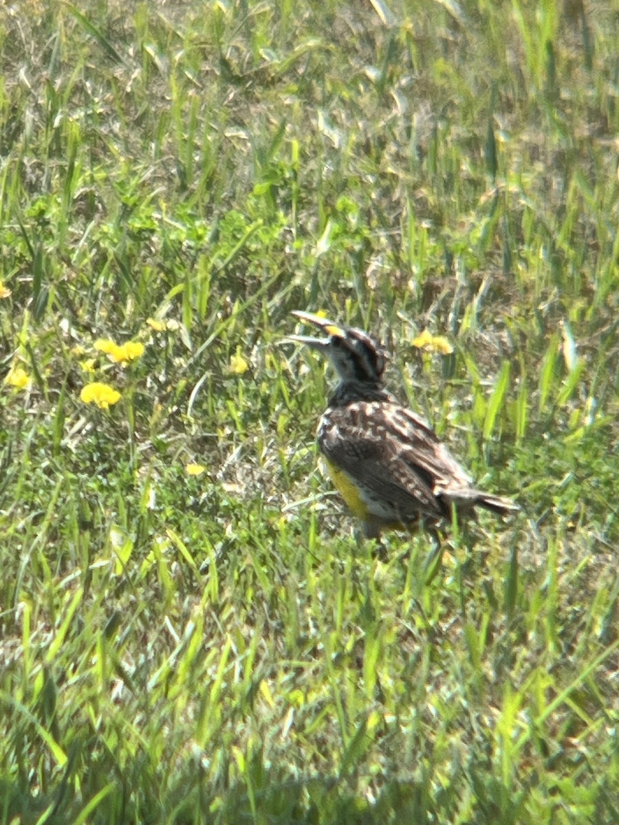 Western Meadowlark - ML622042677