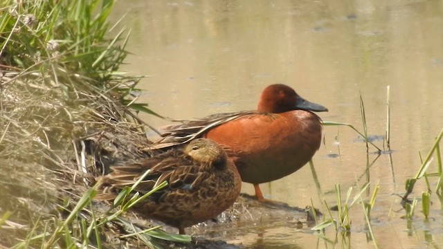 Cinnamon Teal - ML622042829