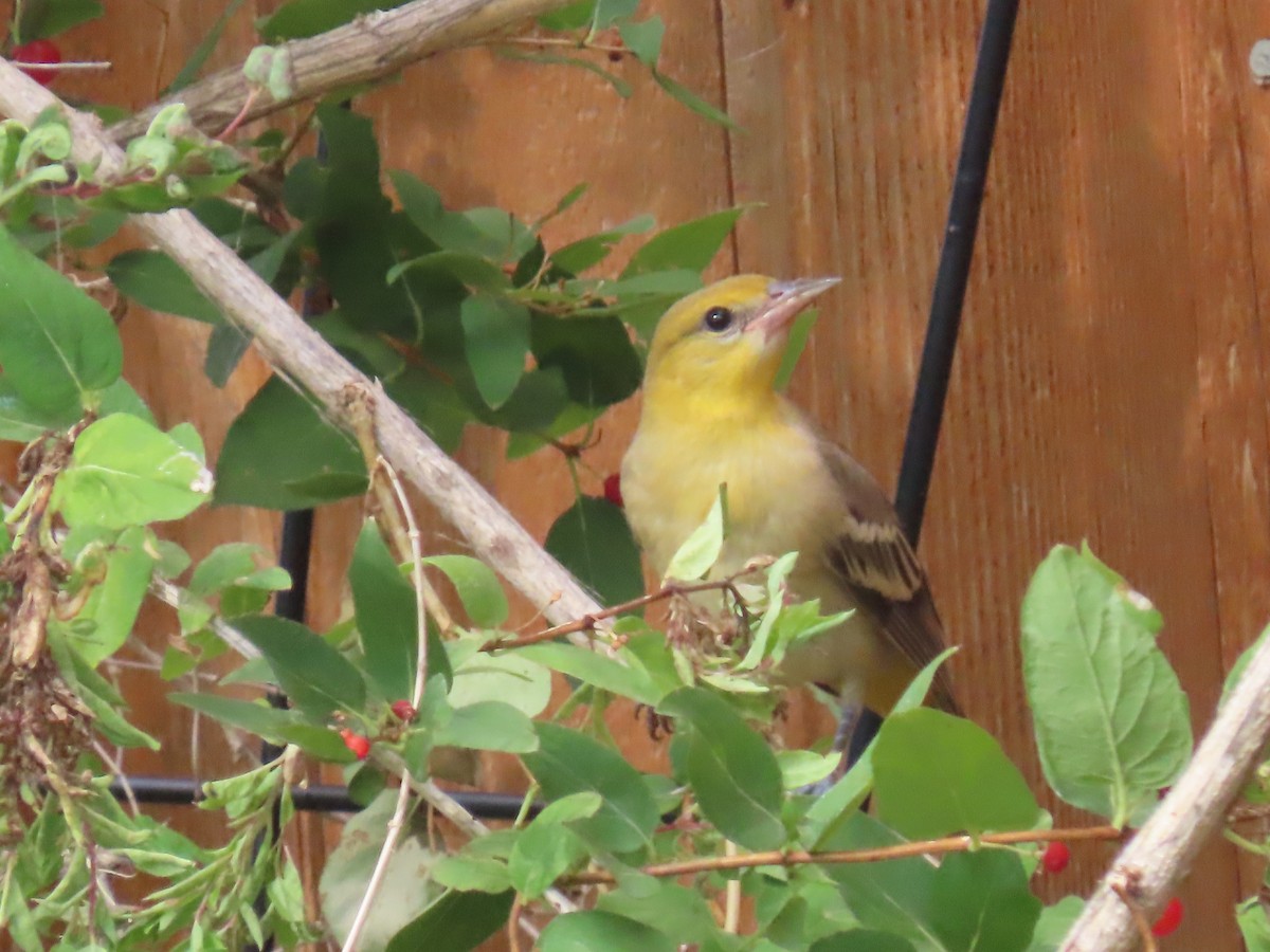 Bullock's Oriole - ML622042839