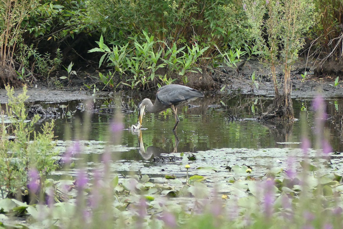 Great Blue Heron - Carina Sa