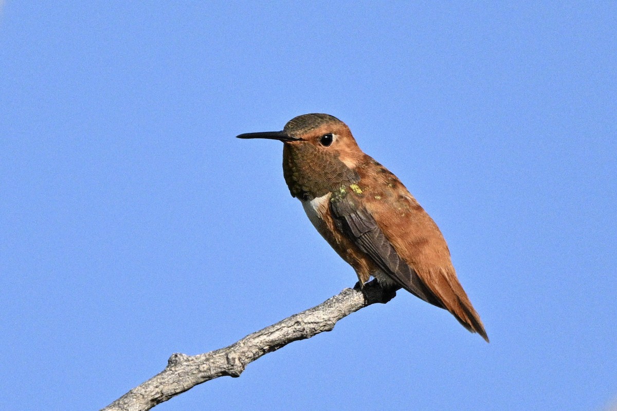 Rufous Hummingbird - ML622042890
