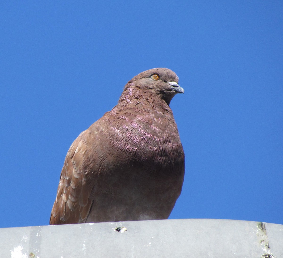 Rock Pigeon (Feral Pigeon) - ML622043026
