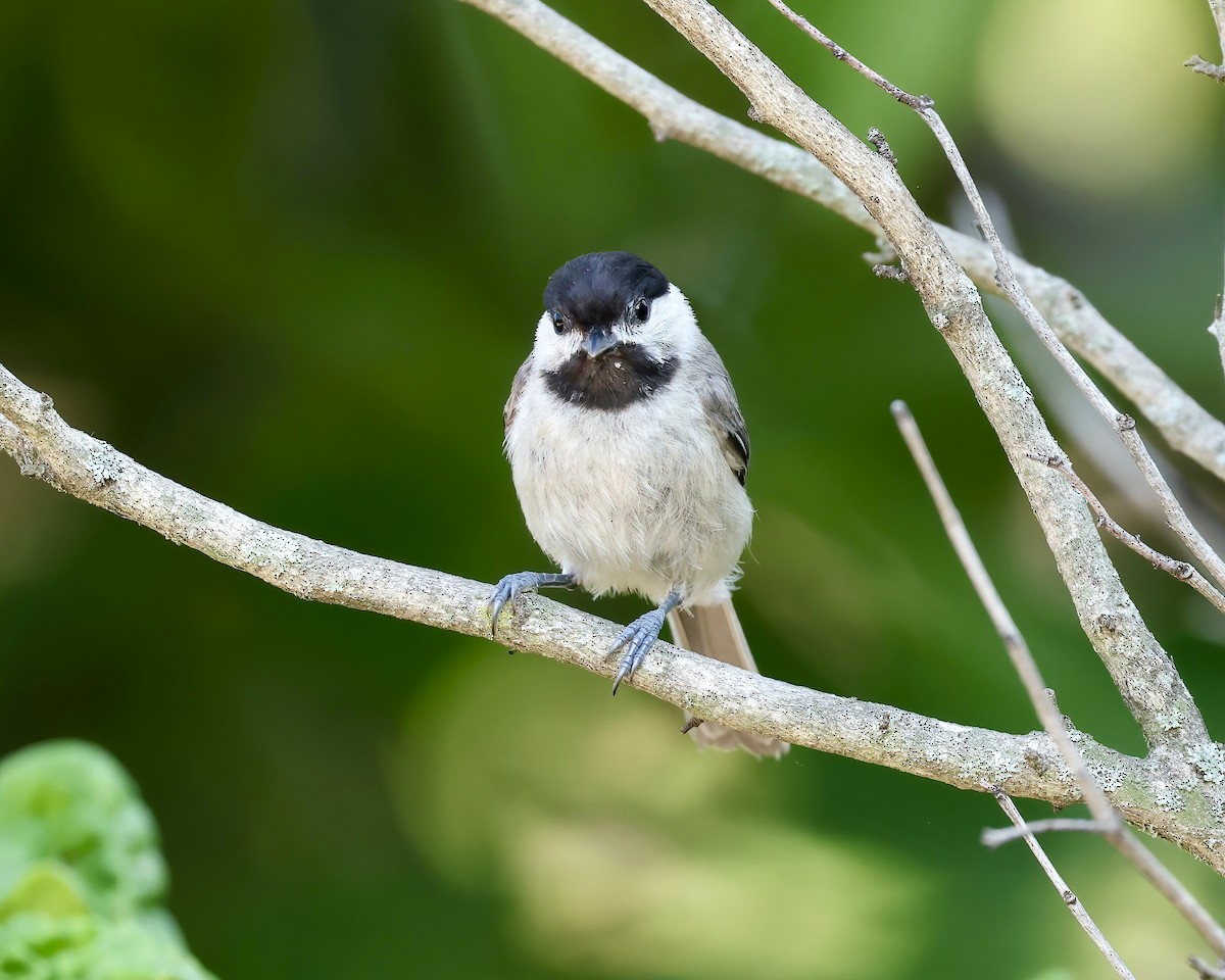 Carolina Chickadee - ML622043081