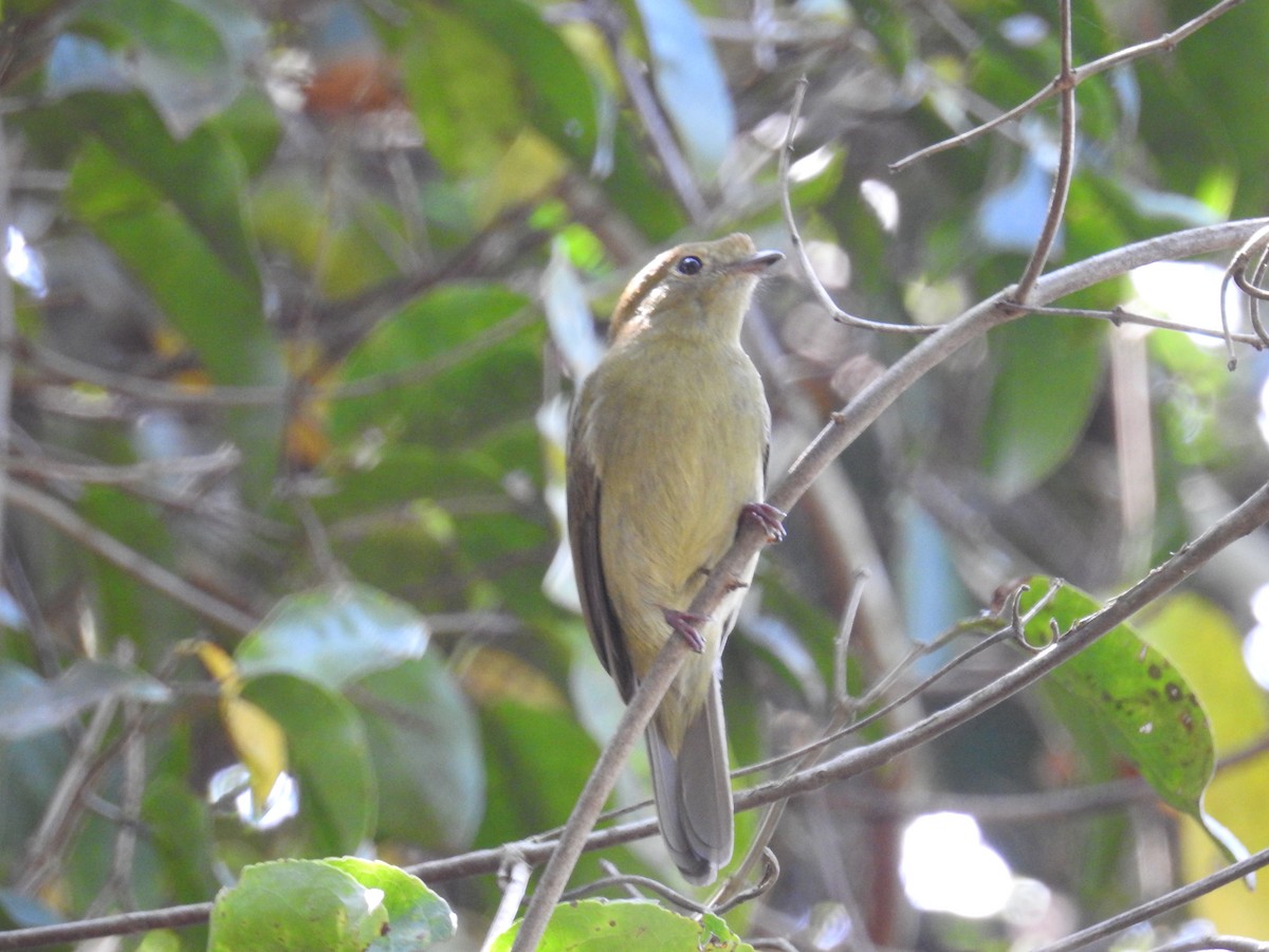 Helmeted Manakin - ML622043091