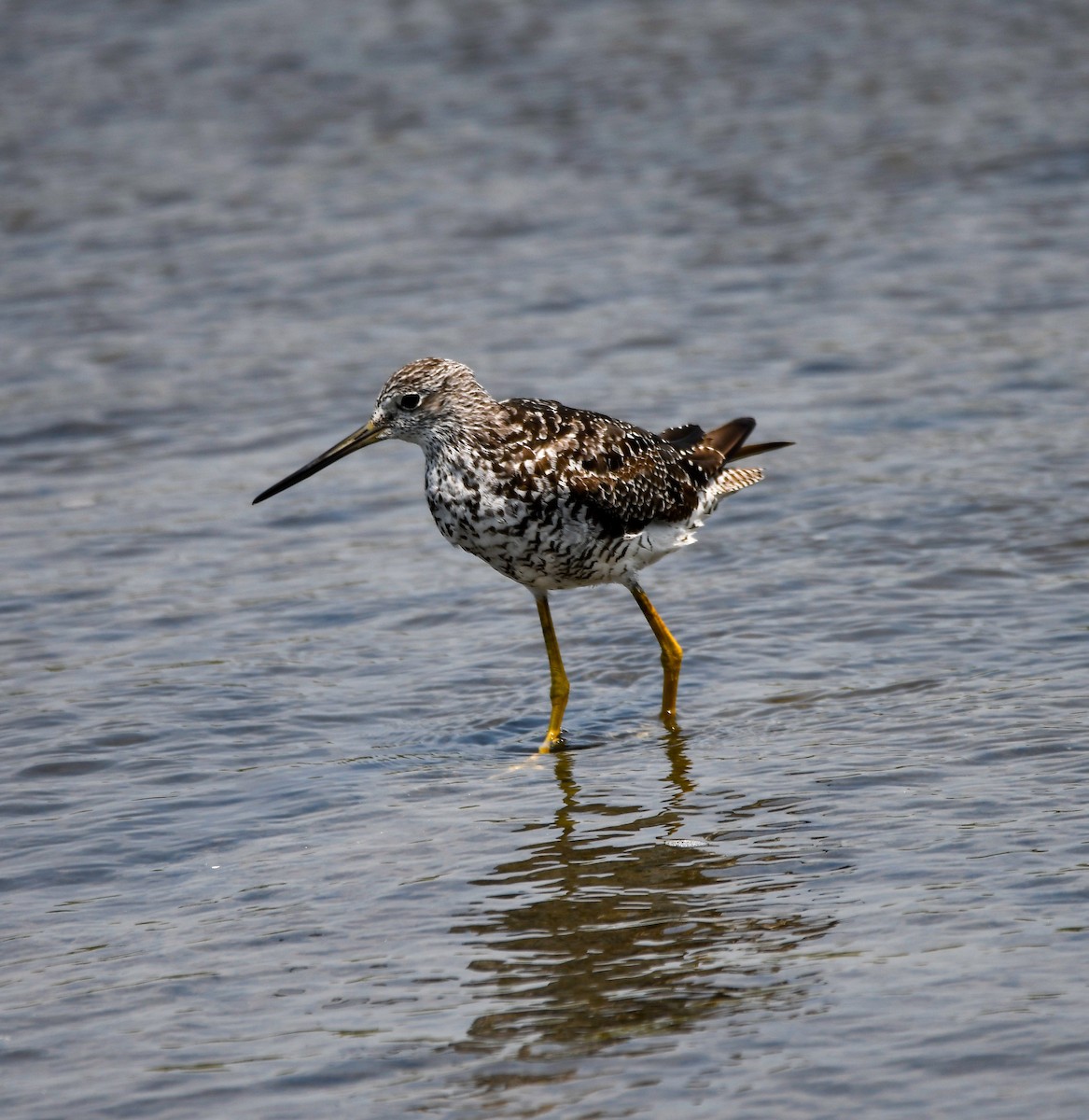 Greater Yellowlegs - ML622043126