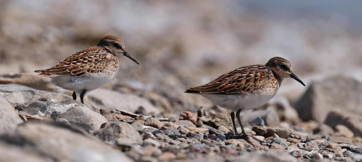 Least Sandpiper - Denis Tétreault