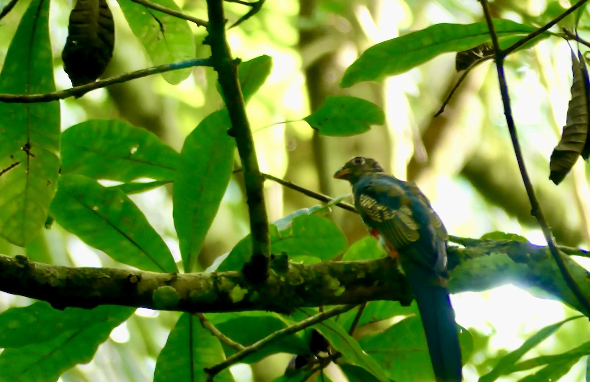 Trogon à queue noire - ML622043138