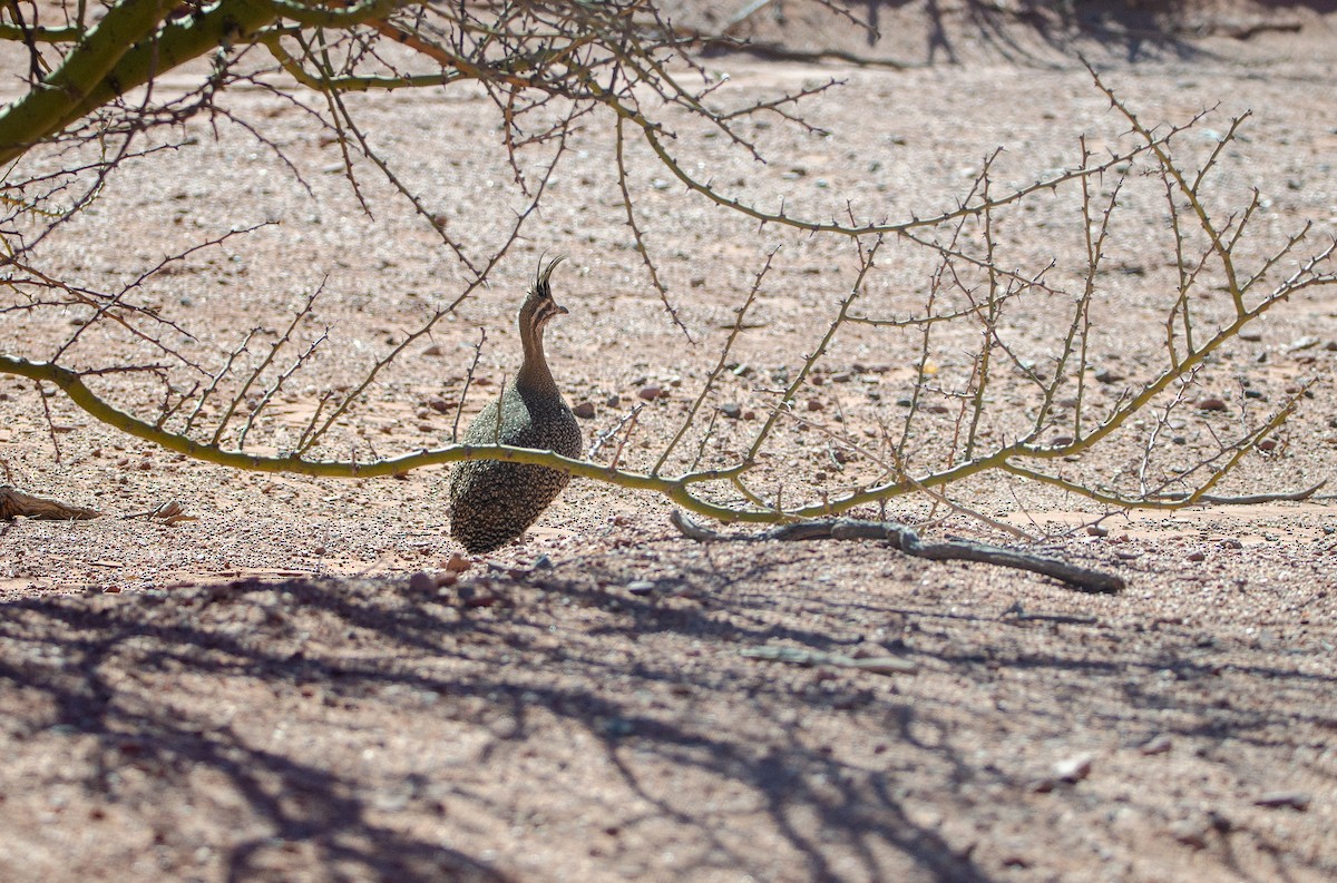 Elegant Crested-Tinamou - ML622043150