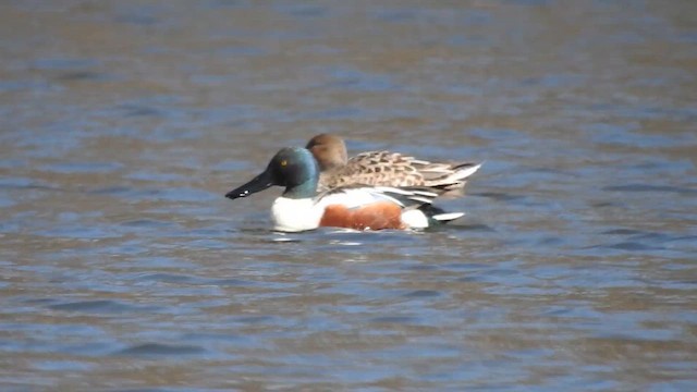 Ahate mokozabal zuria - ML622043193